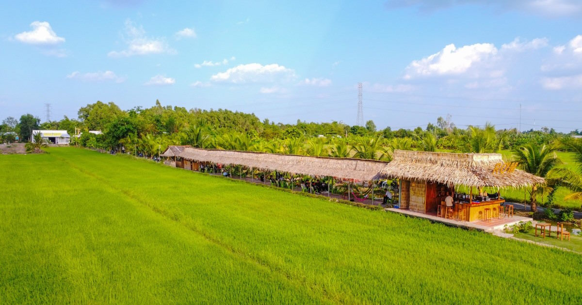 cà phê giữa ruộng lúa