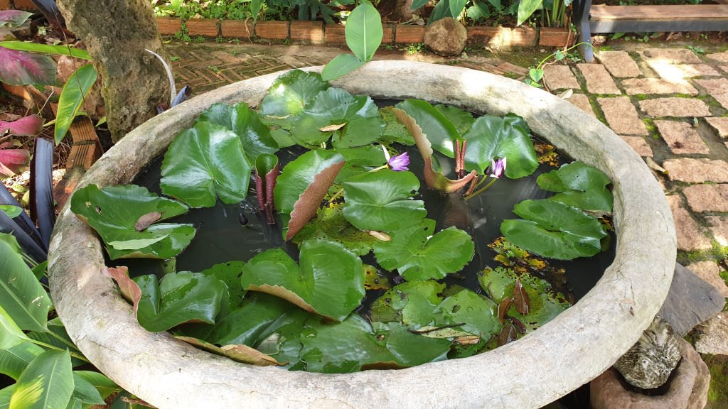 ngồi thiền trong khu vườn