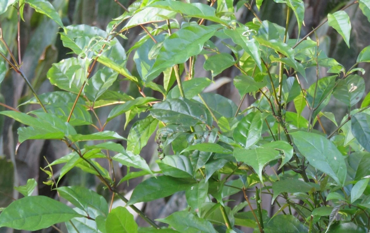 cây quao nước