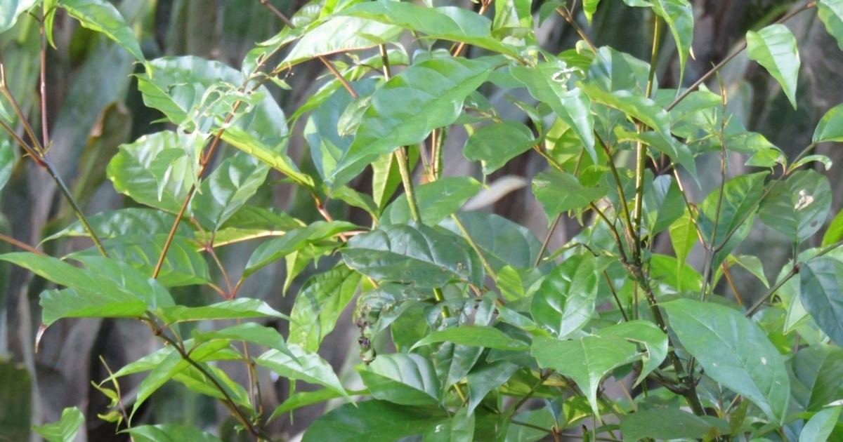 cây quao nước