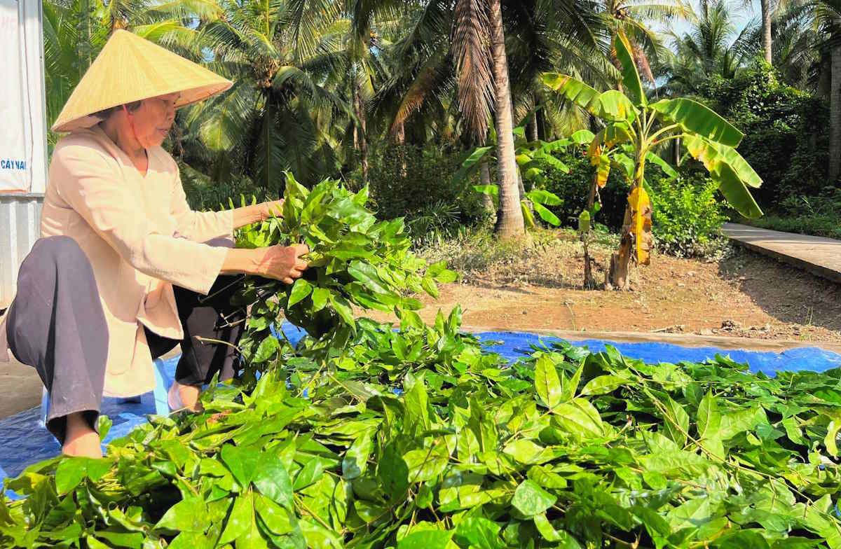 cây quao nước