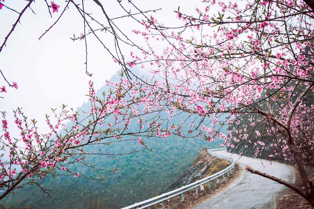 hoa đào