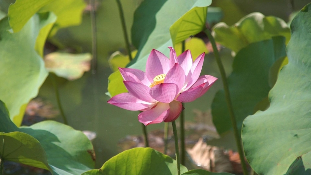 hoa sen