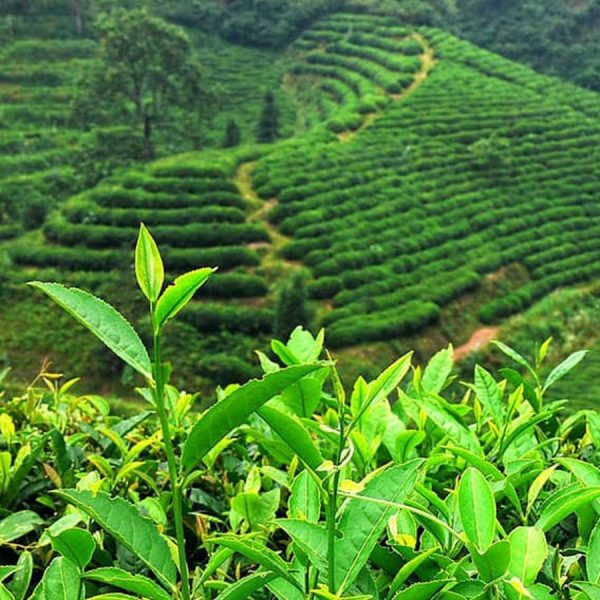 Trà Ô long sữa Thanh Sơn - Hình ảnh 3