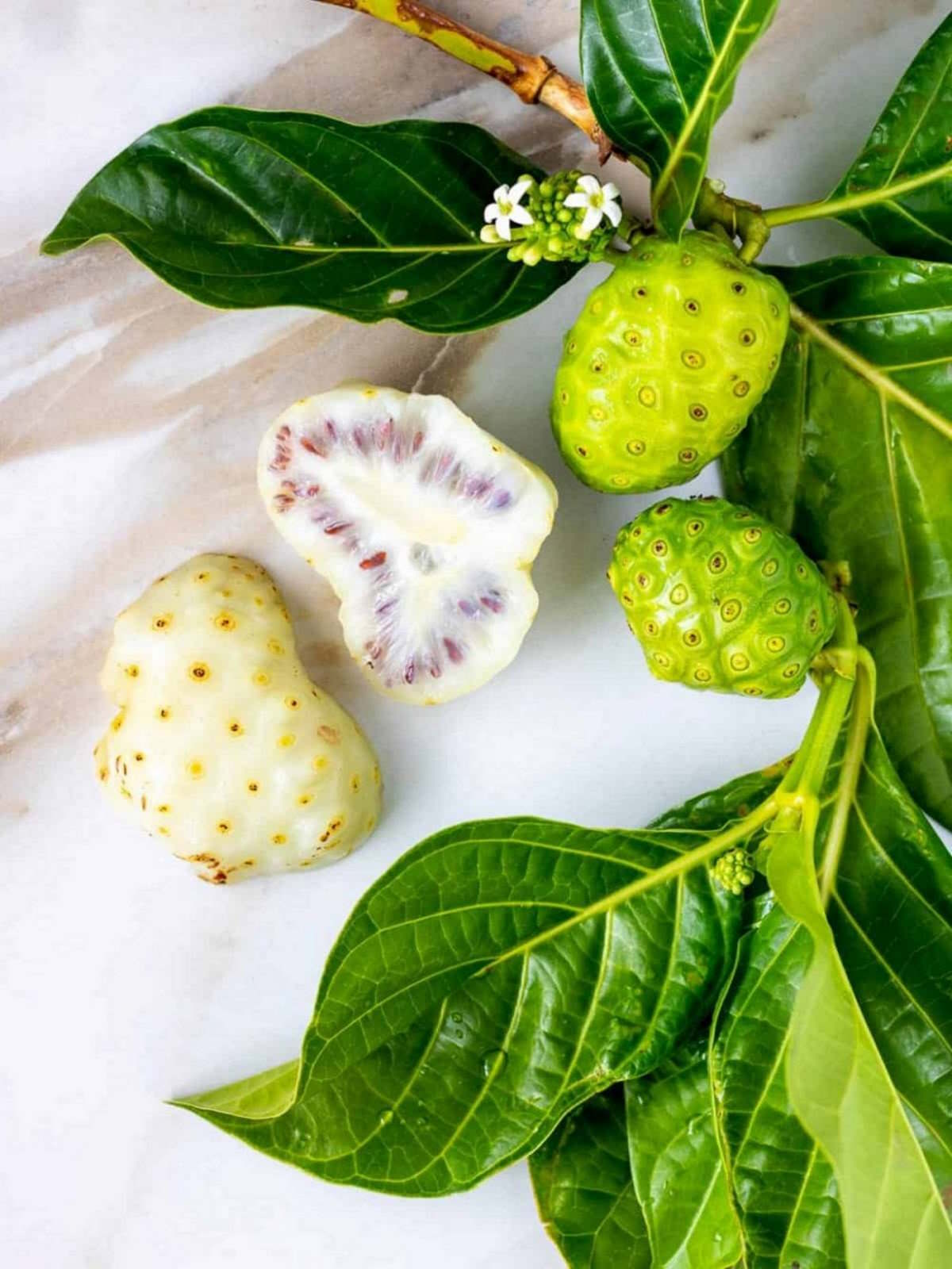 lợi ích của trái nhàu